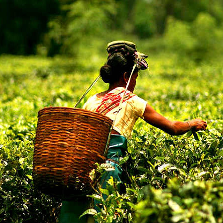 https://kwaliteakonsultants.com/wp-content/uploads/2021/08/Tea-Plantation.jpg